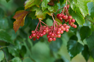 Red berries on a branch in the rain. Water drops. Autumn still life.