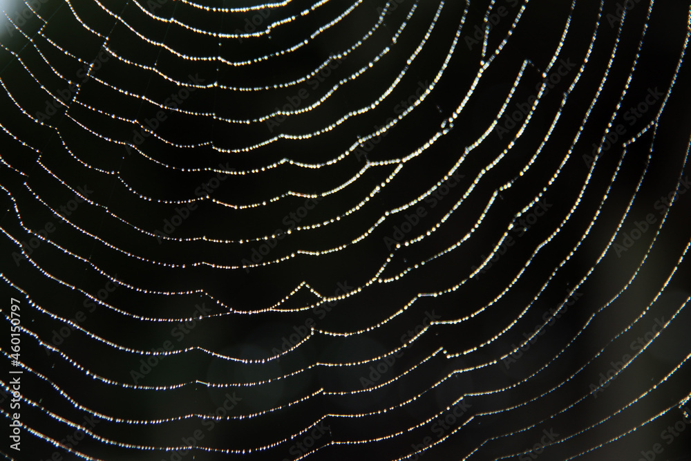 Wall mural spider net texture close up photo. water drops on a surface. abstract autumn background.