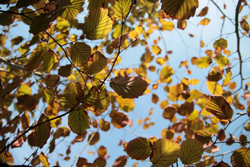 Yellow leaves on blue sky background. Autumn leaves in sunlight. Beautiful season. 