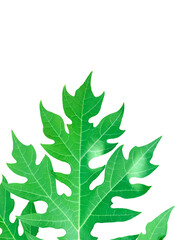 Isolated papaya leaves and tree with clipping paths.