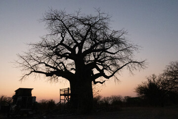 Huge single baobab tree standing in it's natural habitat during sunset in Namibia, Africa