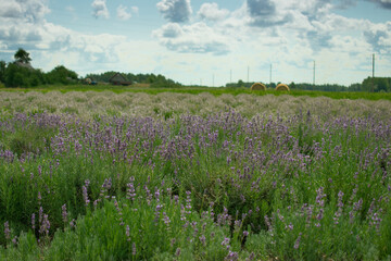 Beautiful lavender fields.