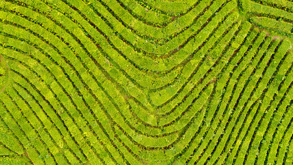 Fototapeta premium Aerial view shot from drone of green tea plantation, Top view aerial photo from flying drone of a tea plantation