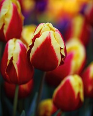  flowers close up