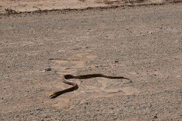 A dirty yellow speckled dark brown cape cobra - naja nivea - crossing a white dirt road