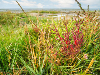 Salicornia europaea Europaeischer Queller