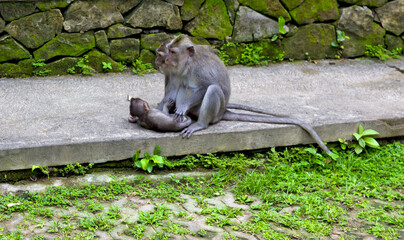 monkey forest in bali island, indonesia