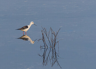 Black winged Stilt in a lake