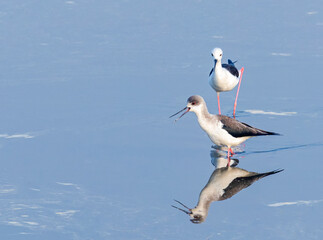 Black Winged stilt pair in fight