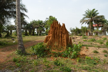 termite site