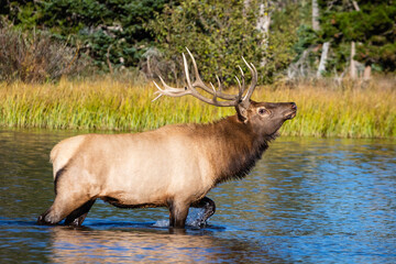 elk in park national park