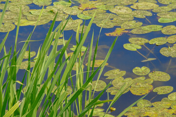 Greens and water lilies near the pond and water