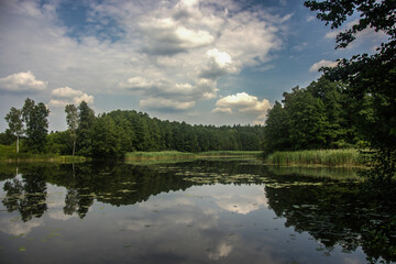 reflection of trees in water