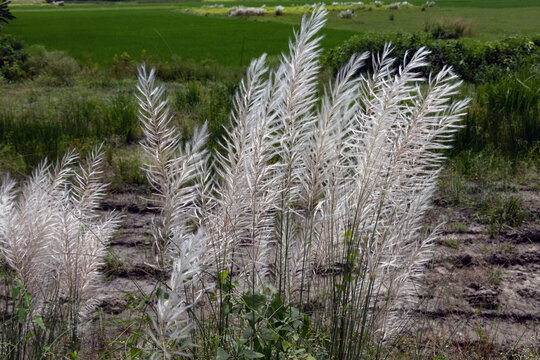 Beautiful white kash or kans grass flower with cloudy blue sky
