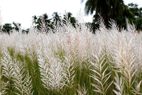 Beautiful white kash or kans grass flower with cloudy blue sky