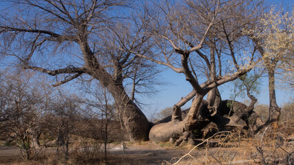 Dorsland trekkers baobab situated in Northern Namibia. At around 2100 years old, this is estimated...