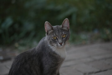 Fototapeta premium grey cat