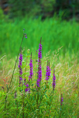 Blooming flowers of meadow flowers in the meadow.  The background is green.