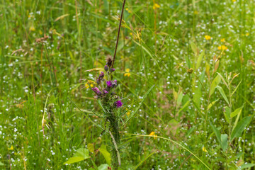 Blooming flowers of meadow flowers in the meadow.  The background is green.