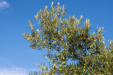Ramas de olivo cargadas de aceitunas verdes madurando