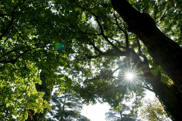 Raggio di sole tra gli alberi