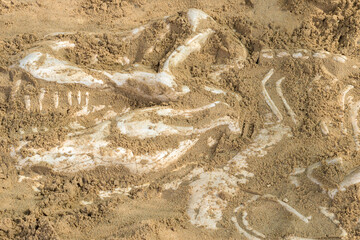Dinosaur skeleton model hidden in the sand. Training for dig fossil