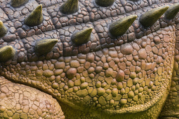 Fake dinosaur skin texture. Full frame pattern of an extinct animal body part