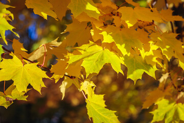 Maple yellow leaves in the autumn park. The season is autumn.