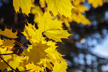 Maple yellow leaves in the autumn park. The season is autumn.