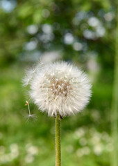 A white fluffy dandelion on a green meadow