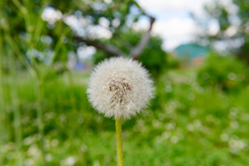 A white fluffy dandelion on a green meadow