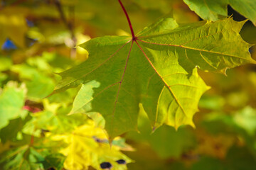 Maple green leaves in the autumn park. The season is autumn.