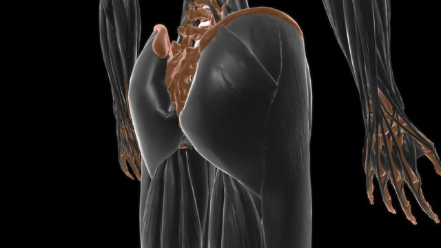 Transversus thoracis Muscle Anatomy For Medical Concept 3D