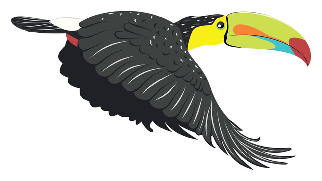 Keel Billed Toucan