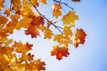 Maples with yellow-red leaves in the autumn park.