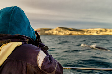 Photographer takes pictures of southern right whales in Valdez Peninsula, Chubut, Argentina