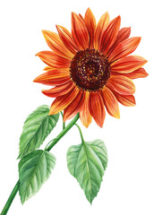 Red Sunflower, flower on an isolated white background, watercolor illustration, autumn flora