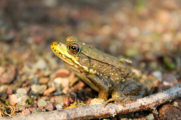 frog on the ground