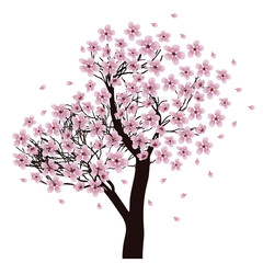 Fototapeta premium Sakura tree in bloom