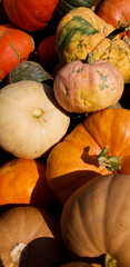 Pumpkins and Gourds at the Fall Farmers Market