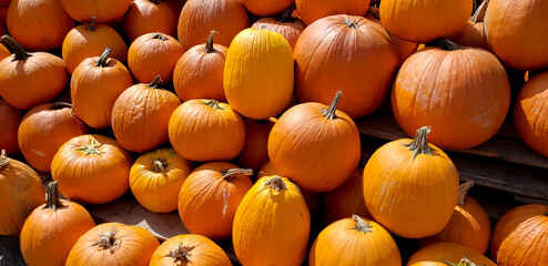 Pumpkins and Gourds at the Fall Farmers Market
