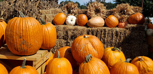 Pumpkins and Gourds at the Fall Farmers Market