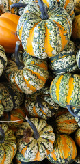 Pumpkins and Gourds at the Fall Farmers Market