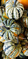 Pumpkins and Gourds at the Fall Farmers Market