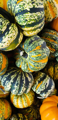 Pumpkins and Gourds at the Fall Farmers Market