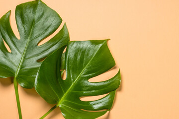 Fototapeta na wymiar Fresh monstera leaf at color background. View with space for design.