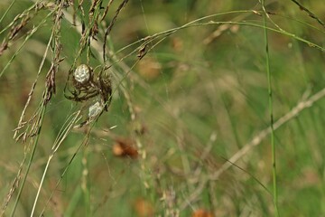  Vierfleckkreuzspinne (Araneus quadratus).