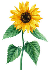 Sunflower, yellow flower on an isolated white background, watercolor illustration