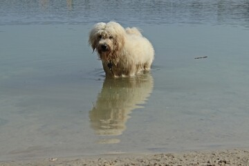 Goldendoodle badet am Hundestrand