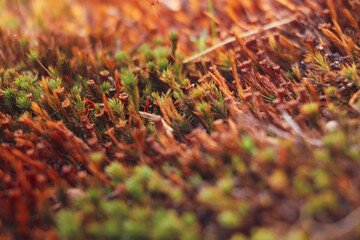 Lichen in autumn in the forest